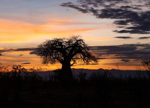 Tarangire National Park