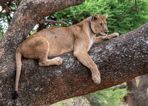 Manyara National Park