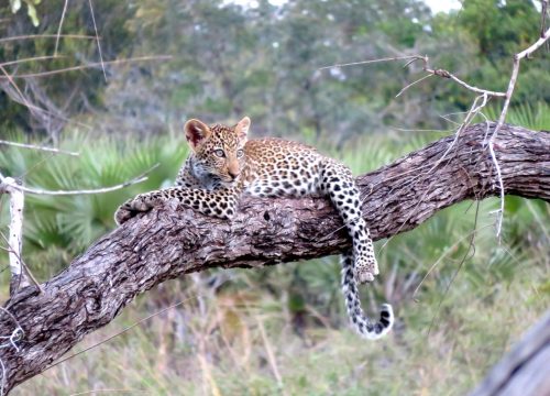 5 Days Unforgettable Tanzania Lodge Safari